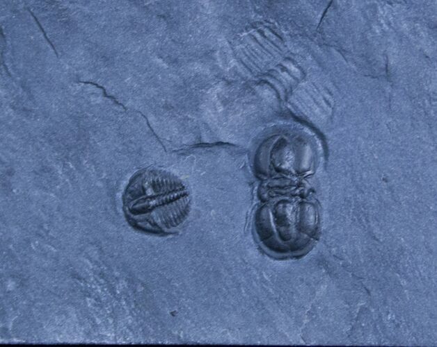 Bolaspidella & Peronopsis Trilobites #3131